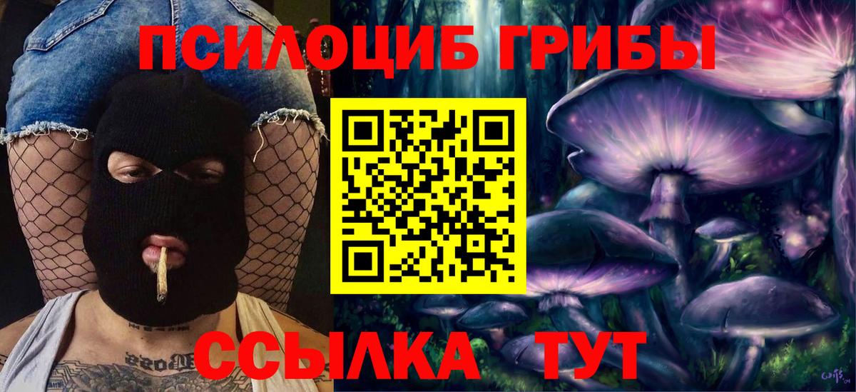 Зеленогорск  Псилоцибиновые грибы Cubensis  Вход с VPN 